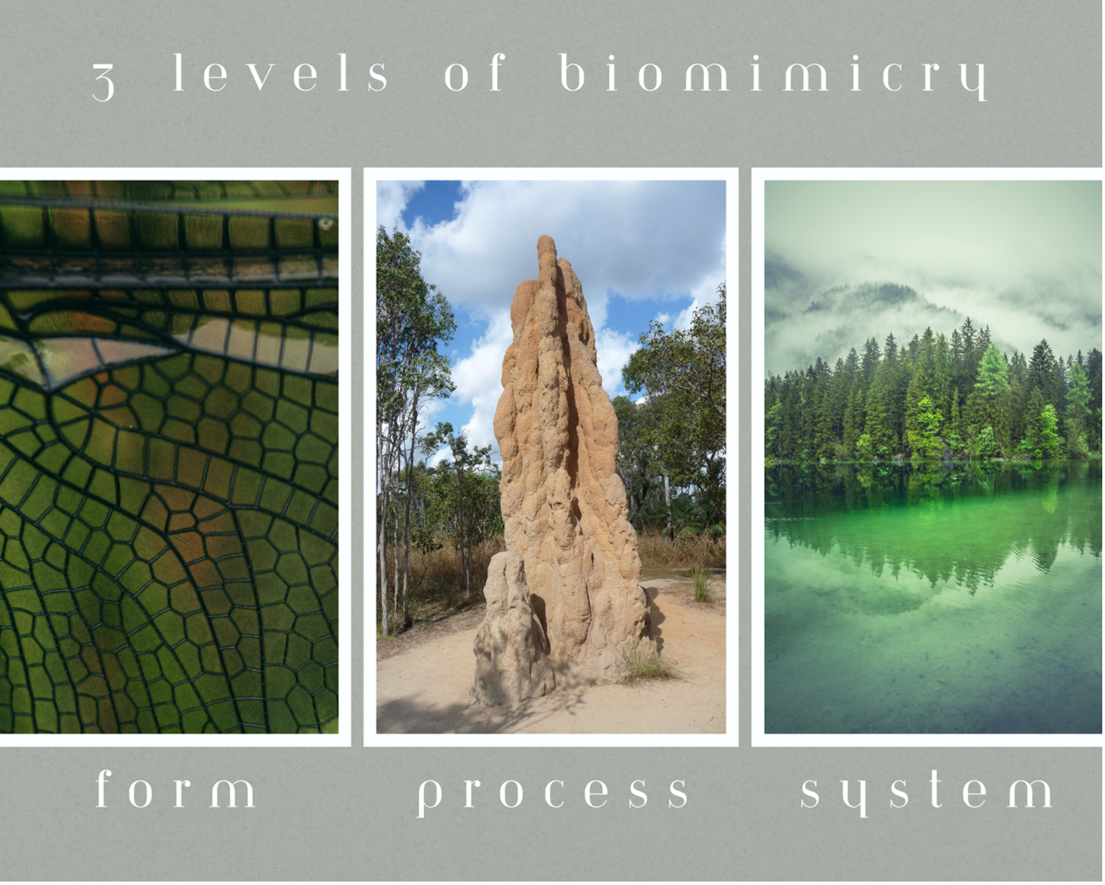 The 3 Levels Of Biomimicry Our Foundation For Better Design Pippin Home Designs.1