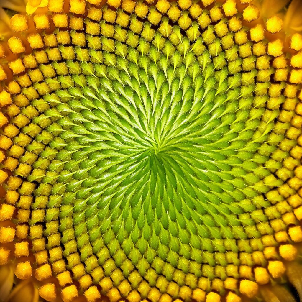 Biophilic Design Sunflower